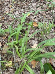Brachypodium pinnatum