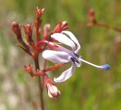 Prismatocarpus diffusus