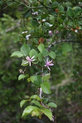 Grewia occidentalis occidentalis