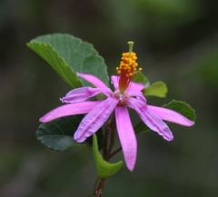 Grewia occidentalis occidentalis