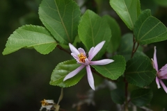 Grewia occidentalis occidentalis