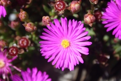 Lampranthus ceriseus