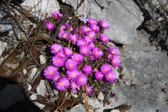 Lampranthus ceriseus
