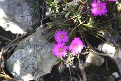 Lampranthus ceriseus