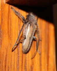 Crinarnoldius maculatus