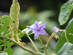 Solanum sycophanta