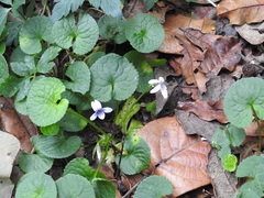 Viola hookeriana