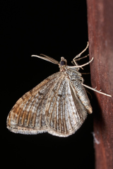 Xanthorhoe spadicearia