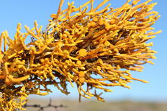 Dufourea flammea