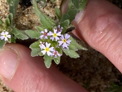 Zaluzianskya maritima