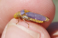 Oncometopia hamiltoni