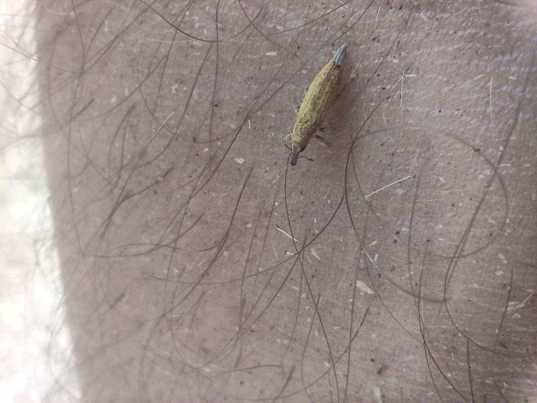Lixus purpurariensis