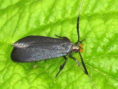 Dichomeris nonstrigella