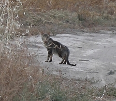 Felis lybica cafra
