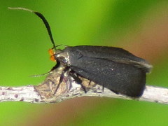 Dichomeris nonstrigella