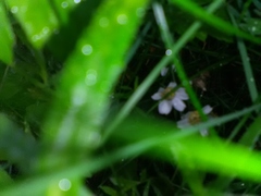 Achillea ptarmica