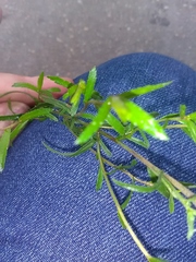Achillea ptarmica