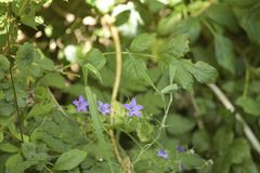 Campanula lusitanica