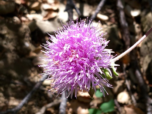 iNaturalist observation photo of Coyote Mint