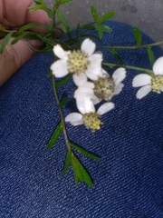Achillea ptarmica