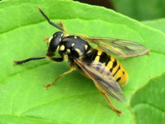 Temnostoma alternans