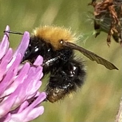 Bombus pascuorum sparreanus