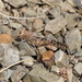 Locustana pardalina - Photo (c) Marion Maclean,  זכויות יוצרים חלקיות (CC BY-NC), הועלה על ידי Marion Maclean