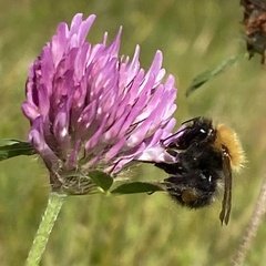 Bombus pascuorum sparreanus