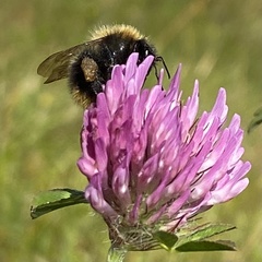 Bombus pascuorum sparreanus