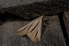 Macrochilo bivittata