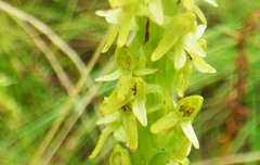 Platanthera limosa