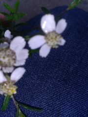 Achillea ptarmica