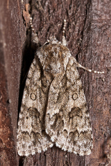 Acronicta auricoma
