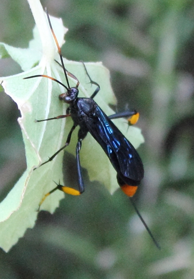 Osprynchotus
