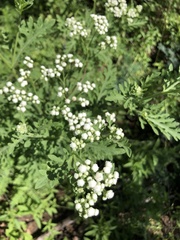 Parthenium confertum