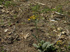 Senecio aronicoides