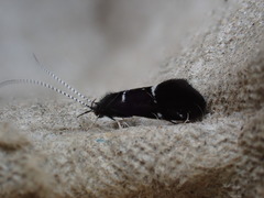 Athripsodes bilineatus