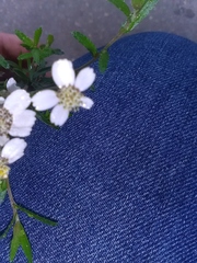Achillea ptarmica