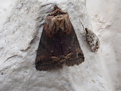 Abrostola triplasia