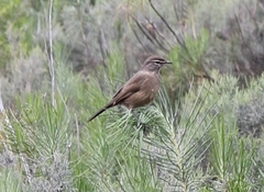 Cercotrichas coryphoeus coryphoeus