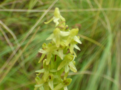Platanthera limosa