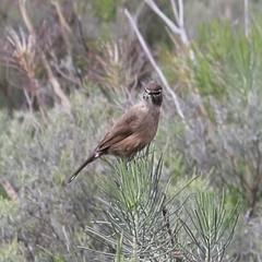 Cercotrichas coryphoeus coryphoeus