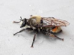 Laphria fernaldi
