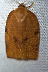 Choristoneura obsoletana