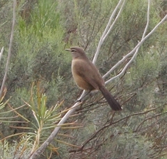 Cercotrichas coryphoeus coryphoeus