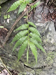 Ichnanthus pallens