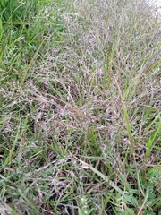 Eragrostis multicaulis
