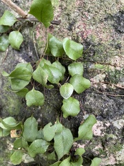 Microgramma piloselloides