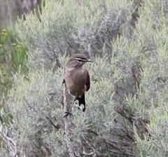 Cercotrichas coryphoeus coryphoeus