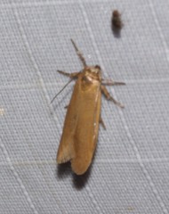 Holcocera immaculella